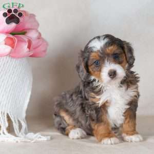 Leo, Mini Bernedoodle Puppy